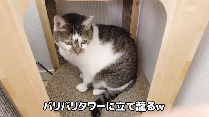 籠城するささみくん