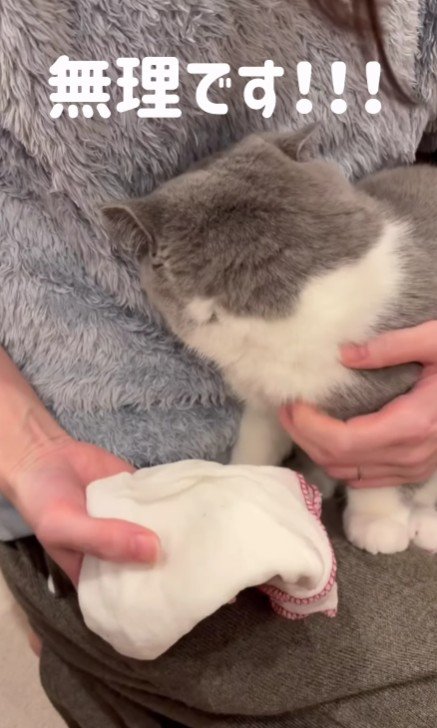 飼い主に顔をうずめる猫