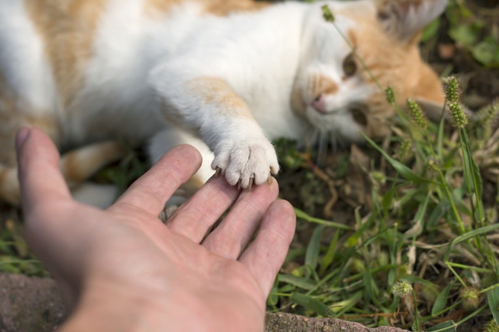 人の手に手を伸ばす猫