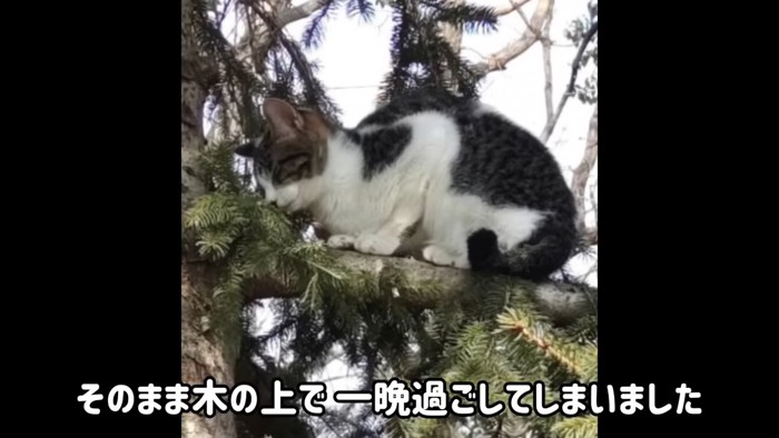 木の上にいる猫