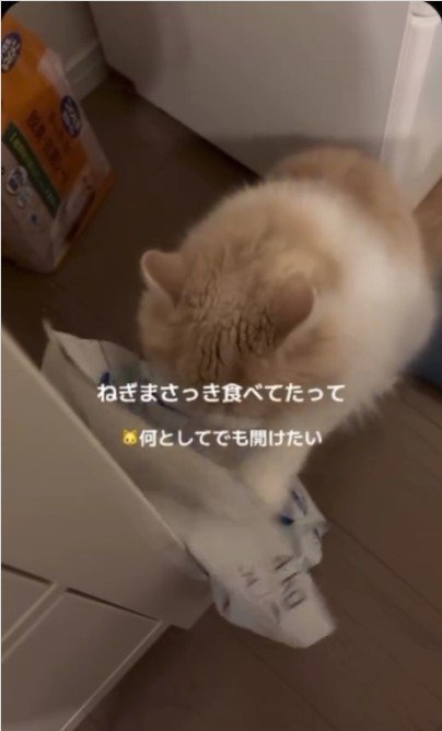 餌の袋をひっかいている猫
