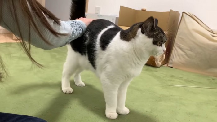 しっぽの付け根をなでられる猫