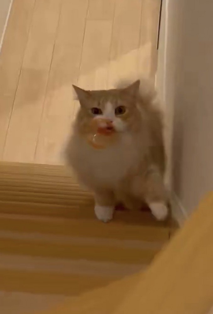 左足を前に出して階段を上る猫