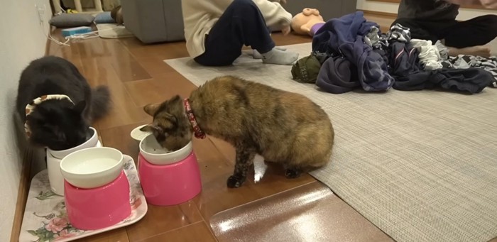 ごはんを食べる猫たち