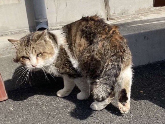 保護された当初の猫さん