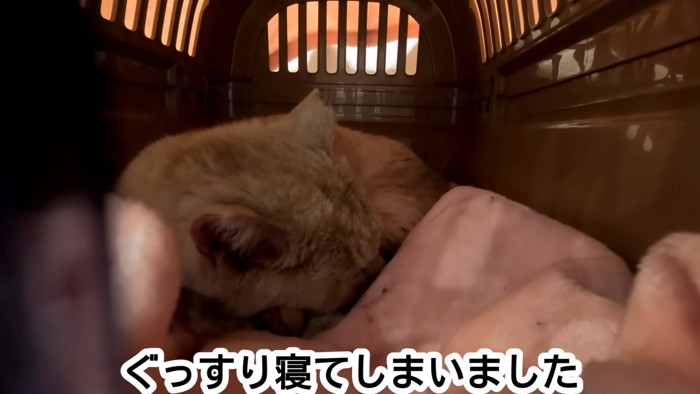 寝ている猫