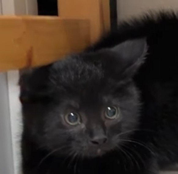 目をまん丸にして驚く左側の黒い子猫