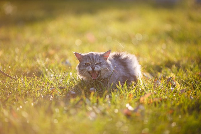 野原で鳴いている子猫