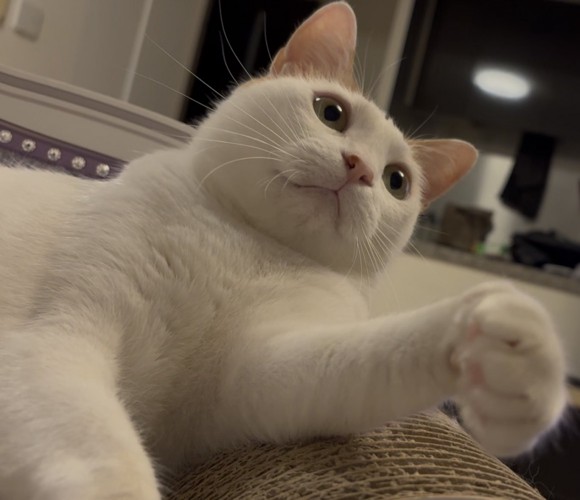 手を前に出す白猫