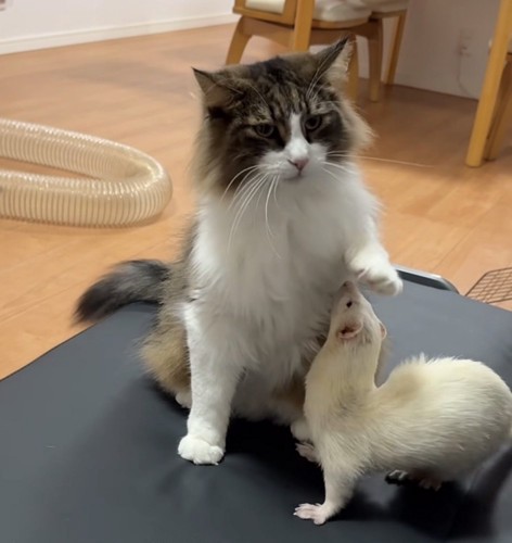 猫が左前足を上げてその下に入るフェレット
