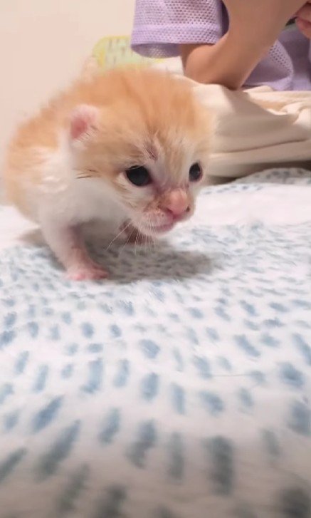 歩いている子猫