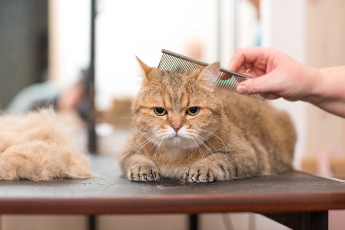 トリミングサロンに来た猫