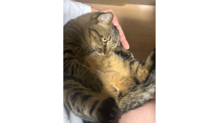 抱かれている猫