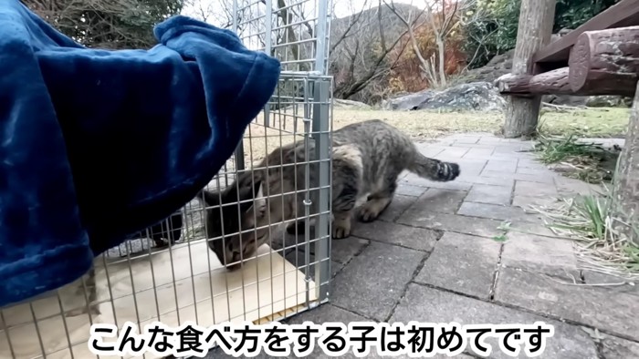 捕獲の中のおやつを食べる猫