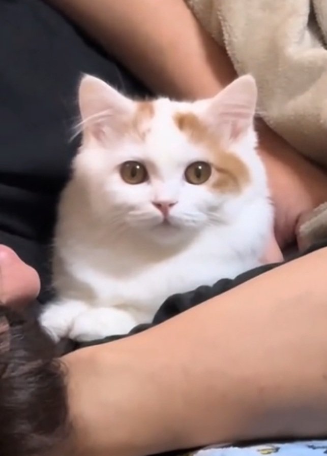 ママさんを見つめる猫