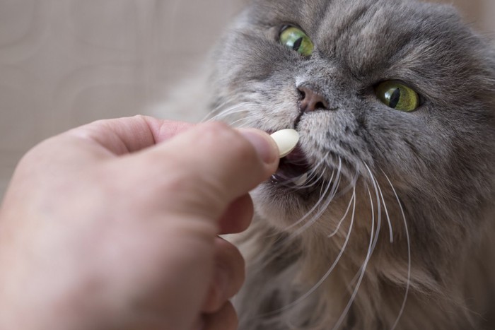 タブレットを食べようとする灰色猫