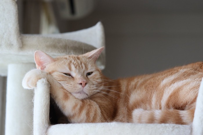 キャットタワーで横になっている猫