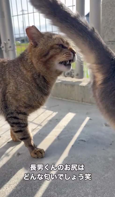 お尻の近くで口を半開きにしているキジトラ