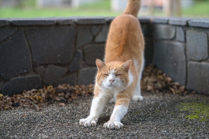 伸びをする猫