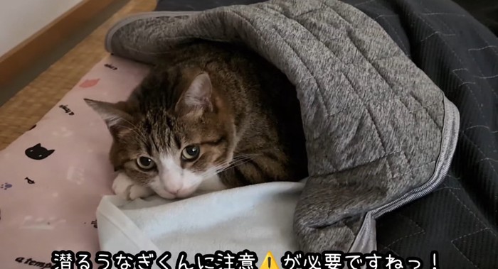 見上げる猫