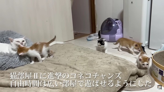 多数で遊ぶ猫