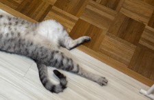 猫の伸びた足