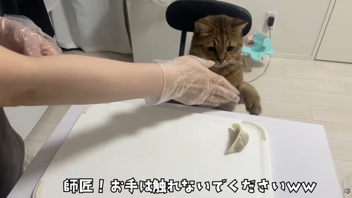 机の上の餃子に手を伸ばす猫を制す女性