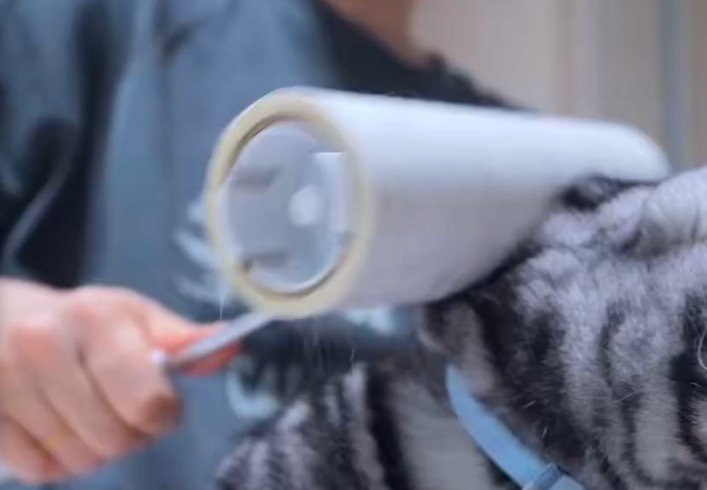 猫の体に転がしている粘着シート