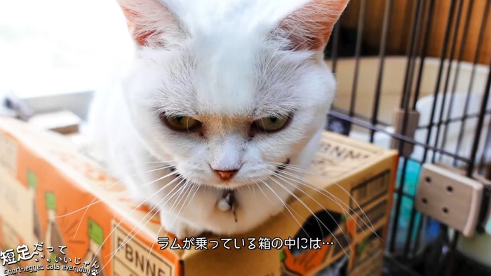 箱に乗る猫