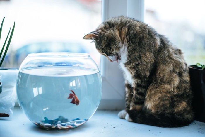 金魚蜂を監視する猫