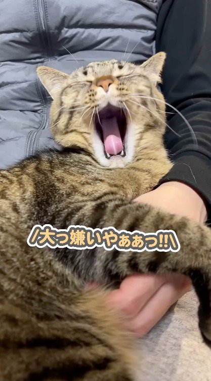 飼い主の膝に乗りながらあくびをする猫