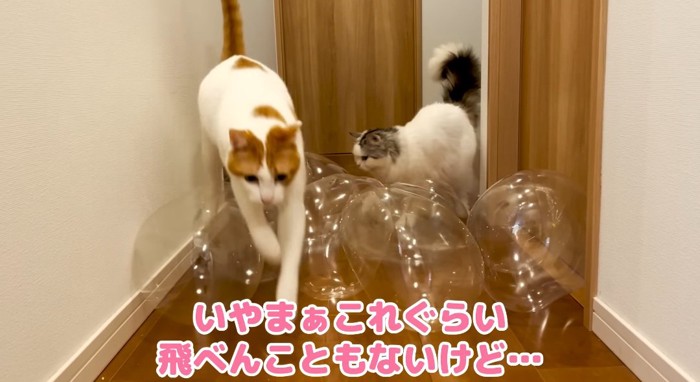 ジャンプする猫