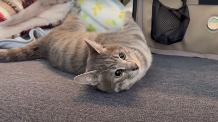 寝転がる猫