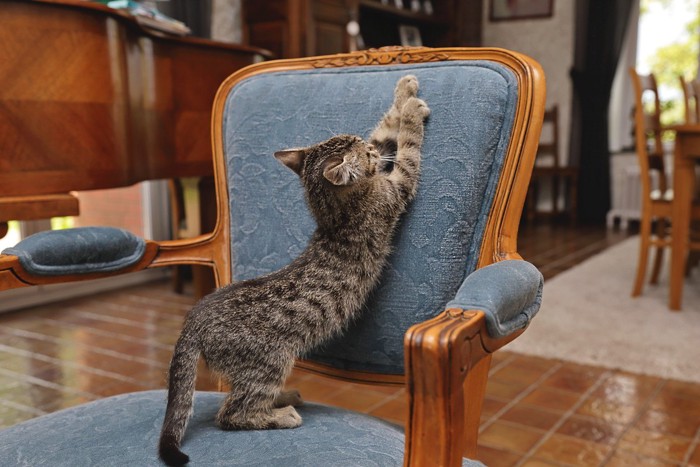 イスの背もたれで爪とぎをする猫