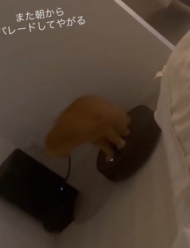 動くロボットに乗る猫