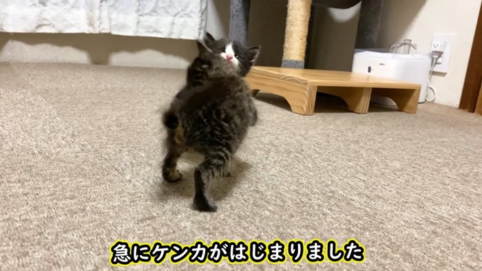 ハチワレの子猫に向かうキジトラの子猫