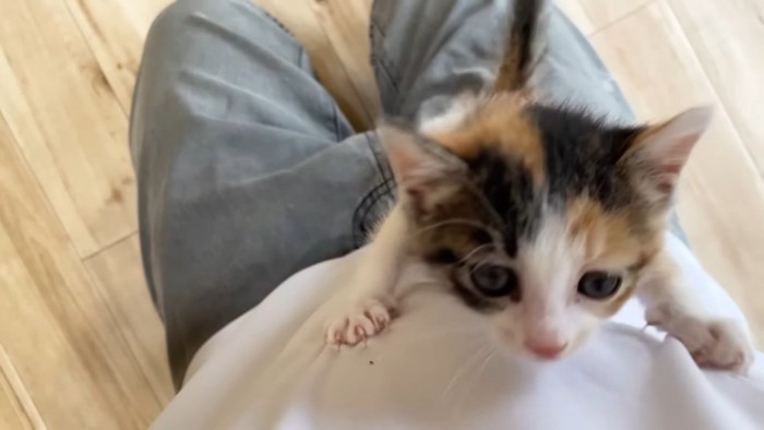 投稿主さんの体を登る子猫