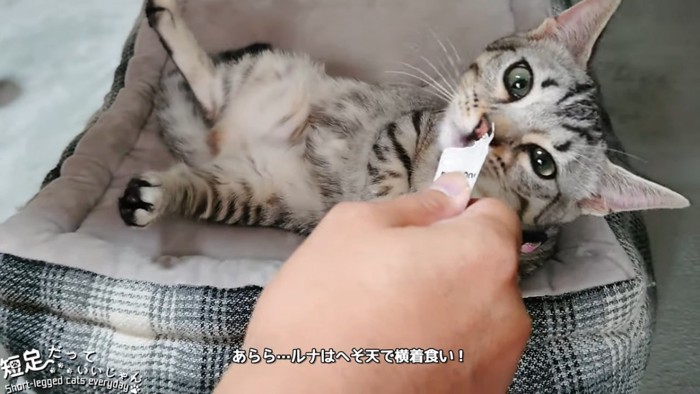 寝ながらおやつを食べる猫