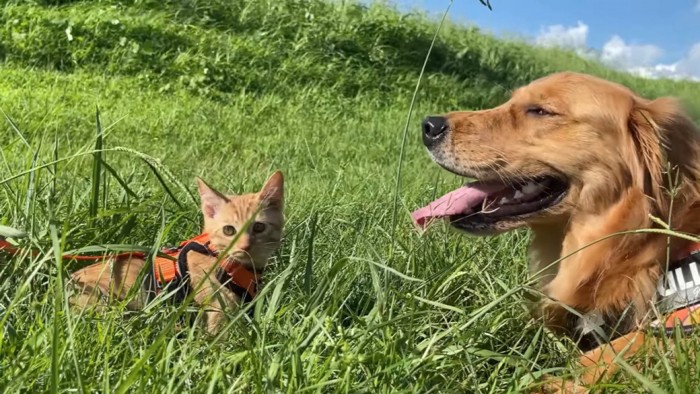 外にいる猫と犬