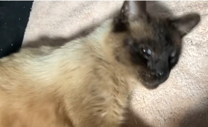 タイルの上でコロコロする猫
