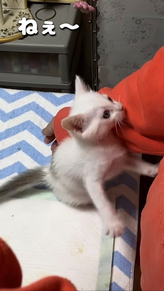 飼い主に手をかけてミルクをねだる子猫