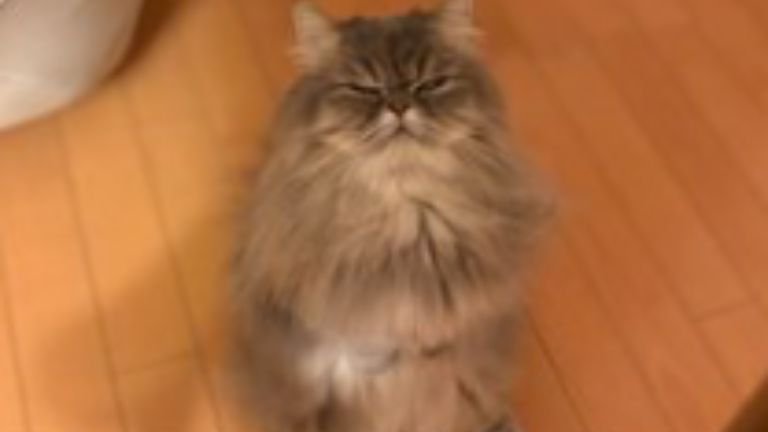 室内にいる猫