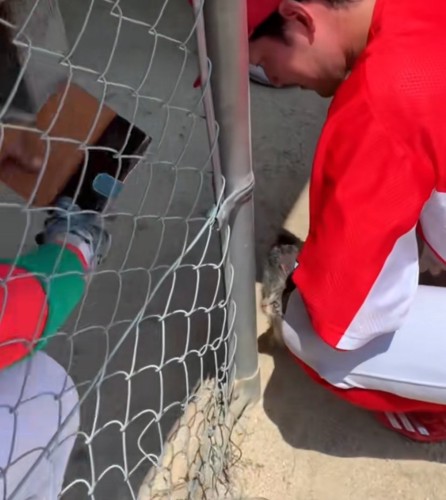 ベンチに迷い込む子猫