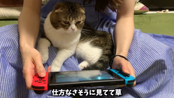 ゲームを見せられる猫