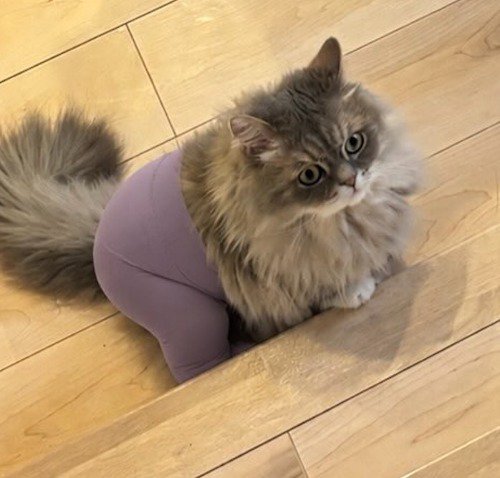 タイツを履いて床に座るペルシャ猫