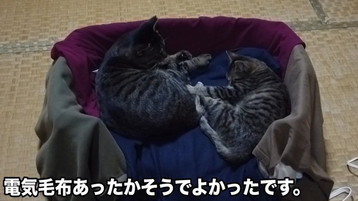 寝ている2匹の猫