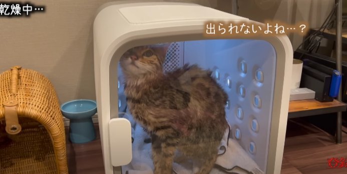 乾燥機猫