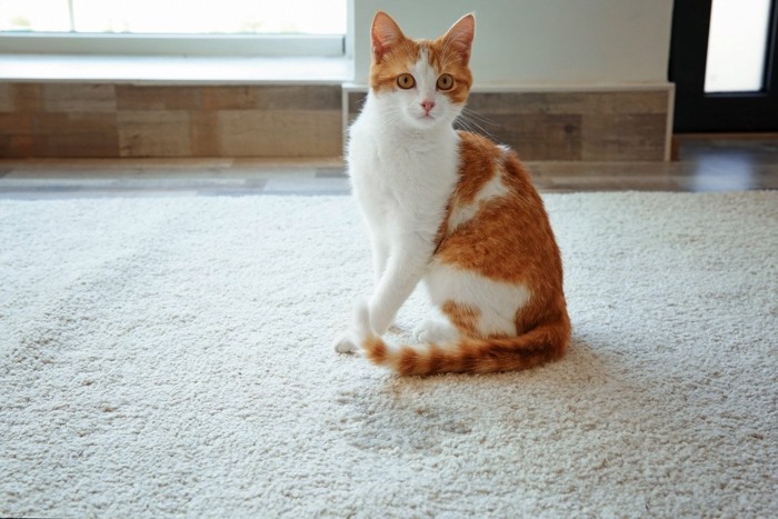 カーペットに粗相した猫