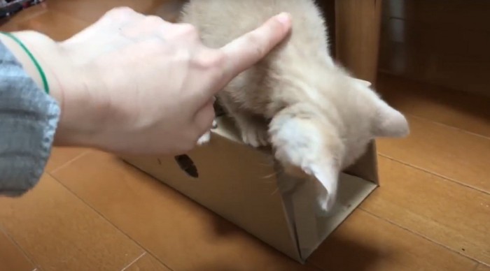 人差し指で猫を撫でる