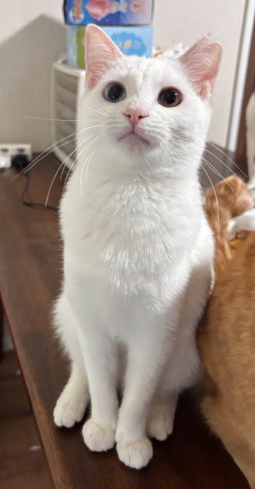 ふっくら成長した白猫